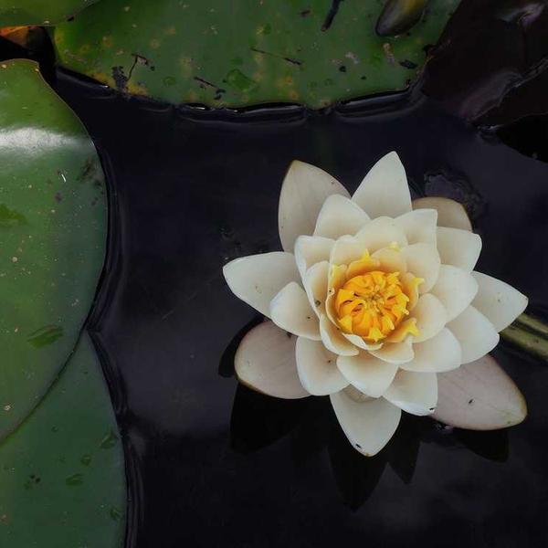 グリーンカレー_0507