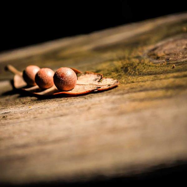 パスタソース_0237